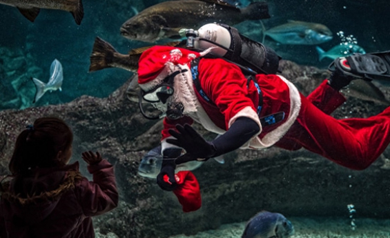 Discover Amazing Underwater